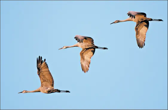  ?? KYLE TELECHAN/POST-TRIBUNE ?? A group of sandhill cranes soars over the Jasper-Pulaski Fish & Wildlife Area in Medaryvill­e on Wednesday.