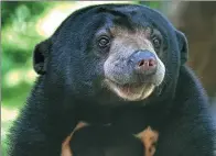  ?? PROVIDED TO CHINA DAILY ?? A sun bear.