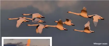  ??  ?? Whooper swans