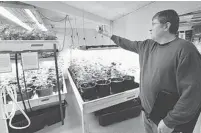  ??  ?? Steenhout tours a marijuana growing facility in Seattle. Washington voted last fall to legalize marijuana for adults over 21.