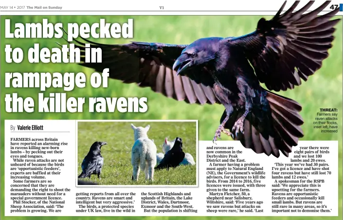  ??  ?? THREAT: Farmers say raven attacks on their flocks, inset left, have increased