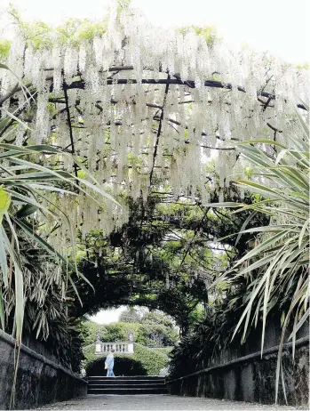  ?? ANNE CALCAGNO/THE WASHINGTON POST ?? The wisteria arch at Isola Madre leads to winding paths that are bordered by soaring hedges.