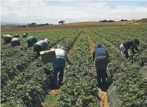  ?? JIM WILSON/NEW YORK TIMES FILE PHOTO ?? Laborers work in a strawberry field in Salinas, Calif., in August 2013. The Environmen­tal Protection Agency under Administra­tor Scott Pruitt recently reversed a ban on the use of chlorpyrif­os, a pesticide used on crops that causes developmen­tal damage...