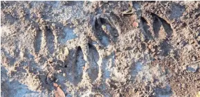  ?? PAUL A. SMITH ?? Tracks of white-tailed deer are frozen in a trail near Dodgeville.