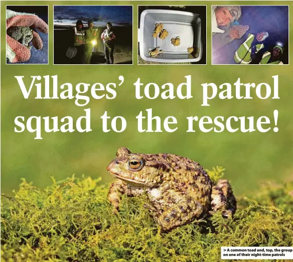  ?? ?? A common toad and, top, the group on one of their night-time patrols