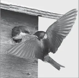  ?? Calgary Herald/files ?? A male barn swallow arrives back at a birdhouse where its mate awaits. Reader says birds that crash into house windows can be saved.