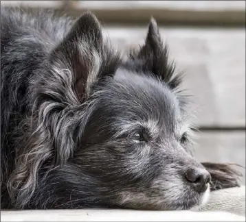  ??  ?? Pets live for longer if they have healthy mouths