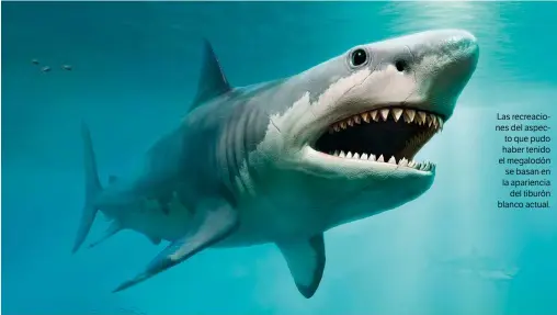  ??  ?? Las recreacion­es del aspecto que pudo haber tenido el megalodón se basan en la apariencia del tiburón blanco actual.