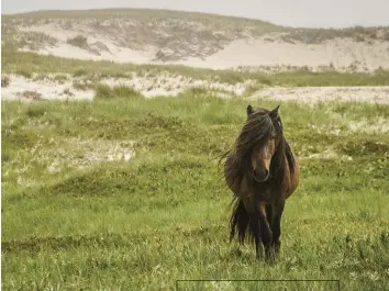  ??  ?? A wild horse on Sable Island, the famed sandbar in the North Atlantic that has been protected as a national park reserve since 2013.