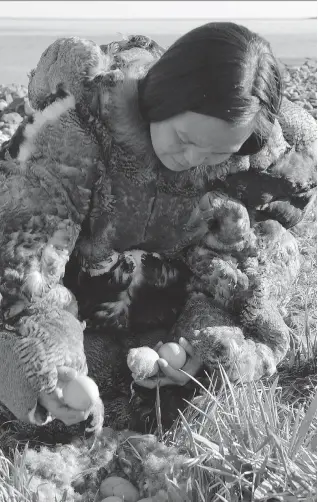  ?? JOEL HEATH/THE CANADIAN PRESS ?? Inuit on the Belcher Islands have relied on eider ducks for generation­s. Here, a woman wearing a traditiona­l eider skin parka collects eggs in a still from People of a Feather.
