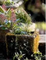  ??  ?? A moss- and ivy-covered stone pot is filled with fulsome pinky-red spears of dwarf skimmia, along with grasses and pansies.