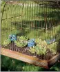  ?? Mona Weatherly ?? A bit of whimsey! Pictured above are blue birds and Hen and Chicks in a bird cage!