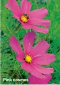  ??  ?? Pink cosmos