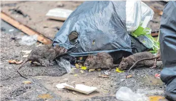  ?? SYMBOLFOTO: COLOURBOX ?? Trotz vereinzelt­er Exemplare gibt es derzeit keine Rattenplag­e in Ravensburg.