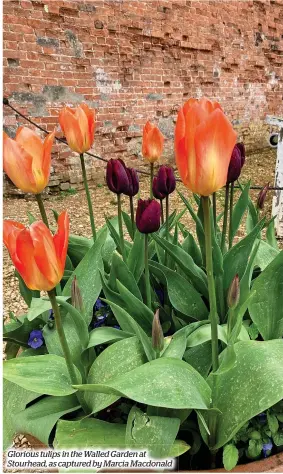  ?? ?? Glorious tulips in the Walled Garden at Stourhead, as captured by Marcia Macdonald