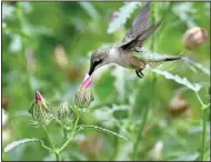  ??  ?? A hummingbir­d feeds on the nectar of a flower recently.