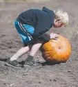  ?? Andy Cross, Denver Post file ?? Get your pumpkins at the Denver Botanic Gardens Chatfield Farms annual Pumpkin Festival.