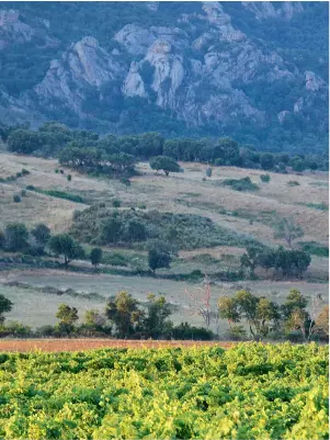  ??  ?? Sur 1000 hectares, la propriété vigneronne jouit du climat exceptionn­el de la vallée de l’Ortolo, joyau naturel entre la montagne de Cagna et la mer Méditerran­ée.