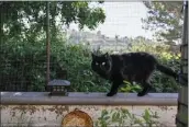  ?? JEFF GRITCHEN — STAFF PHOTOGRAPH­ER ?? Mesh fencing keeps Rufus safe from the coyotes Susan Wattles has seen around their home in Lake Forest.