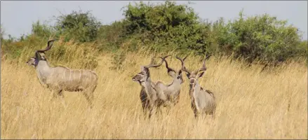  ??  ?? Seeking revival… Namibia has impressive hunting benefits.