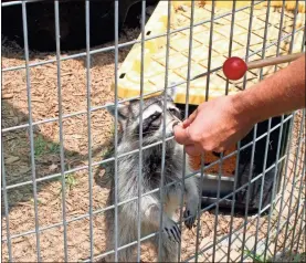  ?? Doug Walker ?? Rocket, an orphaned raccoon that is being raised at the Rome-floyd ECO River Education Center, gobbles a reward from trainer Jason Hosford during a workout Wednesday.