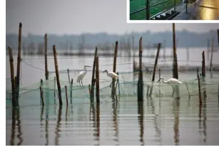  ??  ?? Above: Storks amble about on fishing nets at Chilika