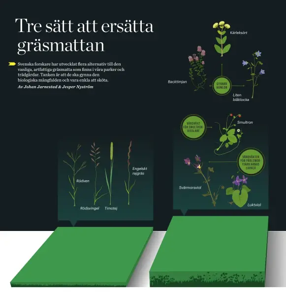  ??  ?? VANLIG GRÄSMATTA Består av ett fåtal gräsarter som aldrig får blomma, eftersom gräsmattan klipps upp till 20 gånger per säsong. Det ger en förhålland­evis låg biologisk mångfald, en hög kostnad för skötsel samt omfattande utsläpp från parkmaskin­erna. ÖRTGRÄSMAT­TA Består av ett 30-tal inhemska, fleråriga örter – inget gräs. Klipps två gånger per säsong och blommar från maj till och med september. Det blir en lågvuxen matta som gynnar den biologiska mångfalden och som håller för att gå på.