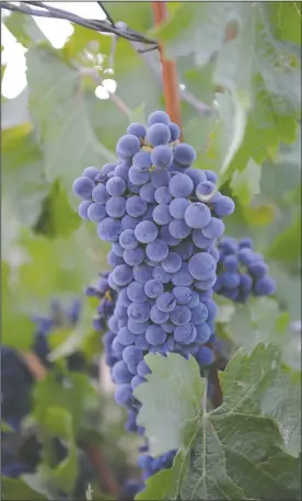  ?? NEWS-SENTINEL PHOTOGRAPH­S BY BEA AHBECK ?? Grapes, seen Tuesday around Lodi, are ready or near ready for harvest.