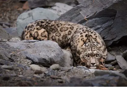  ??  ?? Below: Mongolia’s Altai mountains are a stronghold of the rarely seen snow leopard where Adam has been working alongside field biologists monitoring and collaring the elusive big cats.