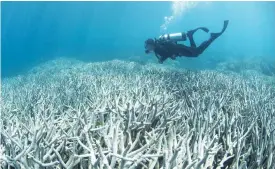  ?? (AFP) ?? This file photo shows a diver checking the bleached coral at Heron Island on the Great Barrier Reef