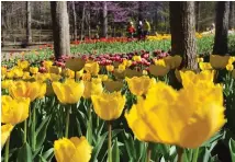  ?? The Sentinel-Record/d/Donald Cross ?? ■ Kristin Mangham, marketing director for Garvan Woodland Gardens, says the tulips, shown here on Monday, are at their peak this week at the botanical garden.