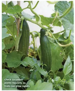  ??  ?? Check cucumber plants regularly, as fruits can grow rapidly