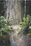  ?? Joanna Di Tommaso / Redwood Parks Conservanc­y ?? Foot traffic along one of the “social trails” has damaged giant redwoods in the park.