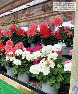  ??  ?? Brian Storer with some of the beautiful flowers that can be admired in his garden this weekend