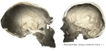 ?? © rr ?? Neandertha­ler versus moderne mens.