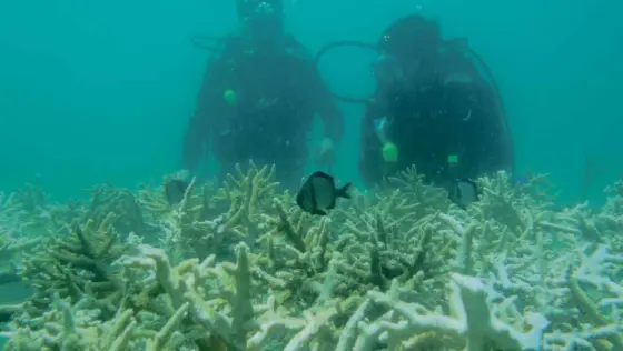  ?? CONTRIBUTE­D PHOTO ?? OCEAN-DEEP DEDICATION Divers and members of Sangkalika­san group check out damaged coral reefs in Subic Bay as part of a coral restoratio­n project meant to preserve the area’s marine resources.