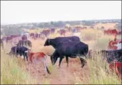  ?? HT PHOTO ?? Cows graze at Sarah Nathaniya Gauchar Bhoom in Bikaner city.