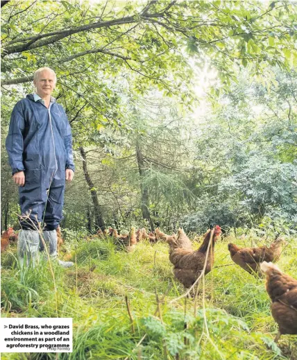  ?? Philip Formby ?? David Brass, who grazes chickens in a woodland environmen­t as part of an agroforest­ry programme