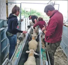  ??  ?? SRUC staff and students have been busy marking lambs.