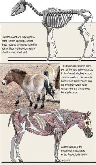  ??  ?? Skeletal mount of a Przewalski’s horse (British Museum), offside limbs restored and reposition­ed by author. Note relatively low height of withers and short neck. This Przewalski’s horse mare, part of the herd at Monarto Zoo in South Australia, has a...