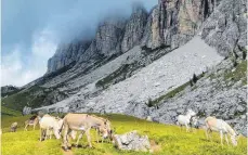  ??  ?? Grasende Maultiere trifft man auf der Hochebene am Forcella Giau.