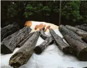  ??  ?? Freibadgef­ühl am Schwaltenw­eiher, einem der beliebtest­en Badeplätze im Ostallgäu. Als wäre man plötzlich selbst in der Kult-Fernsehser­ie „Irgendwie und Sowieso“: Ford Mustang in Holzmanns. Mit Kühen ist immer zu rechnen: Weiden hinter Brennholz in Ronried (kleine Bilder von oben). Wüsste man es nicht besser, hielte man die Straße zwischen Albisried und Wald schon für das Ende der Welt.