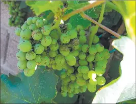  ?? Bob Morris ?? The scarring on these Thompson seedless grapes is caused by very tiny insects called western flower thrips.