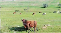  ?? | AYANDA NDAMANE African News Agency (ANA) ?? LEANER-TASTING South African beef has gained an internatio­nal reputation for its premium quality.