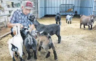  ?? Photograph­s by Mel Melcon
Los Angeles Times ?? JIM HOSLEY of Amber Waves Pygmy Goats in Norco, Calif., is surrounded by an African pygmy flock. The Amber Waves farm sold 150 goats last year; it has already surpassed that number in 2015.