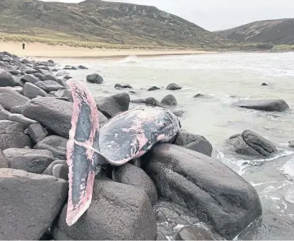  ?? Picture: PA. ?? A handout photo issued by National Museums Scotland of the female True’s beaked whale, which was found stranded at Kearvaig Bay in Sutherland in January.