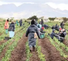  ?? TRACEY ADAMS African News Agency (ANA) ?? Workers tend crops in the PHA. |