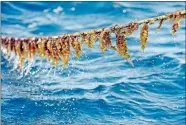  ?? SEAN D. ELLIOT/THE DAY ?? Kelp farmer J.P. Vellotti, not pictured, shows some of his kelp growing in his 5- to 6-acre farm in Fishers Island Sound off Bluff Point on Monday.