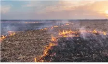  ??  ?? Every rice harvest in Punjab generates 20 million metric tonnes of paddy straw, which is then set ablaze by farmers to clear their land for the next crop, the smoke drifts to Delhi