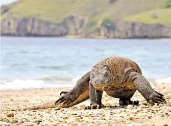  ?? AFP ?? de Komodo es un saurio que puede llegar a pesar 90 kilos.
El dragón